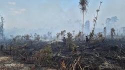 Kebakaran di Kawasan Cagar Biosfer Giam Siak Belum Terkendali